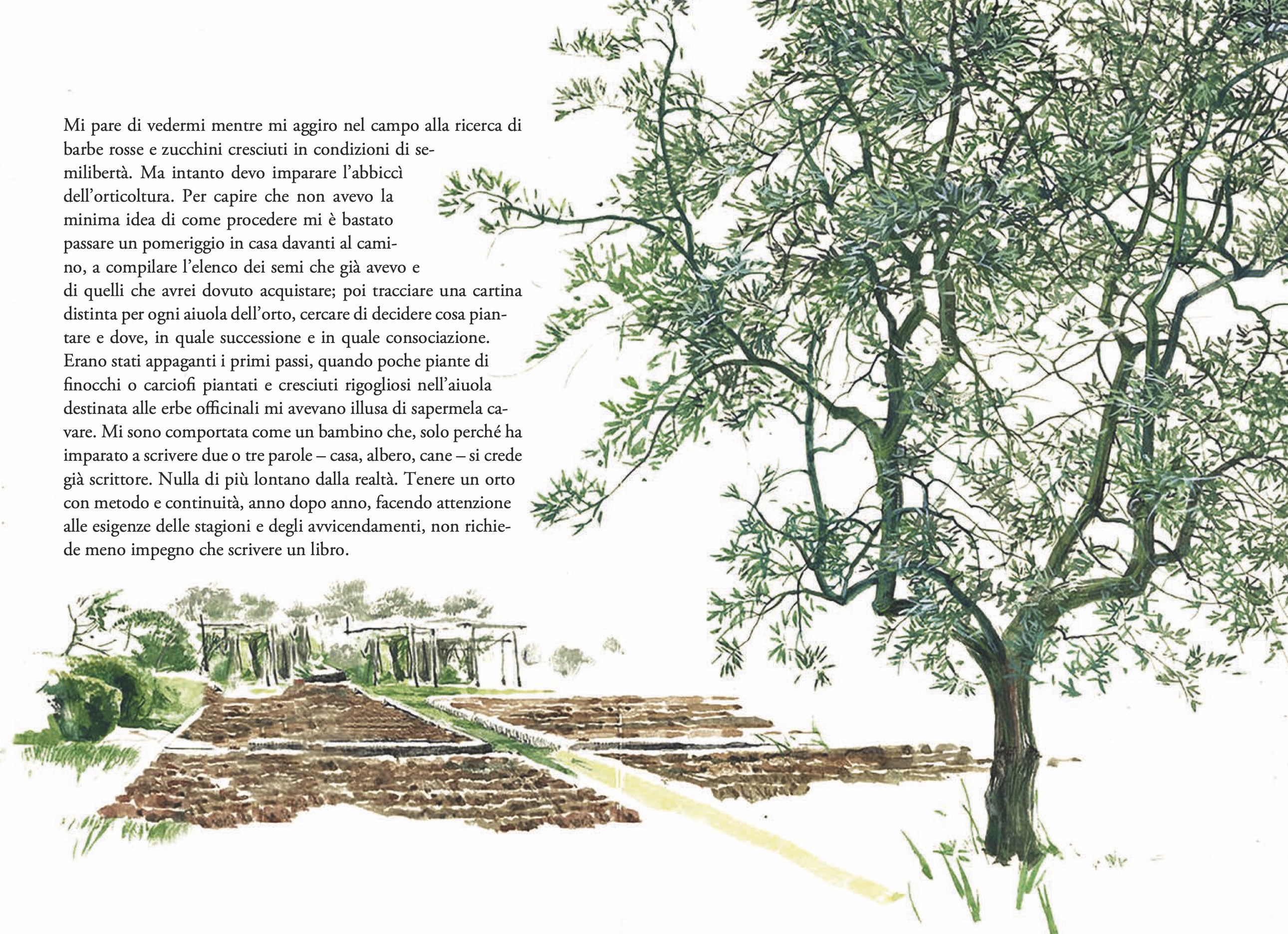 Illustrazioni  per L'orto di un perdigiorno , P.Pera, Ponte delle Grazie, 2021