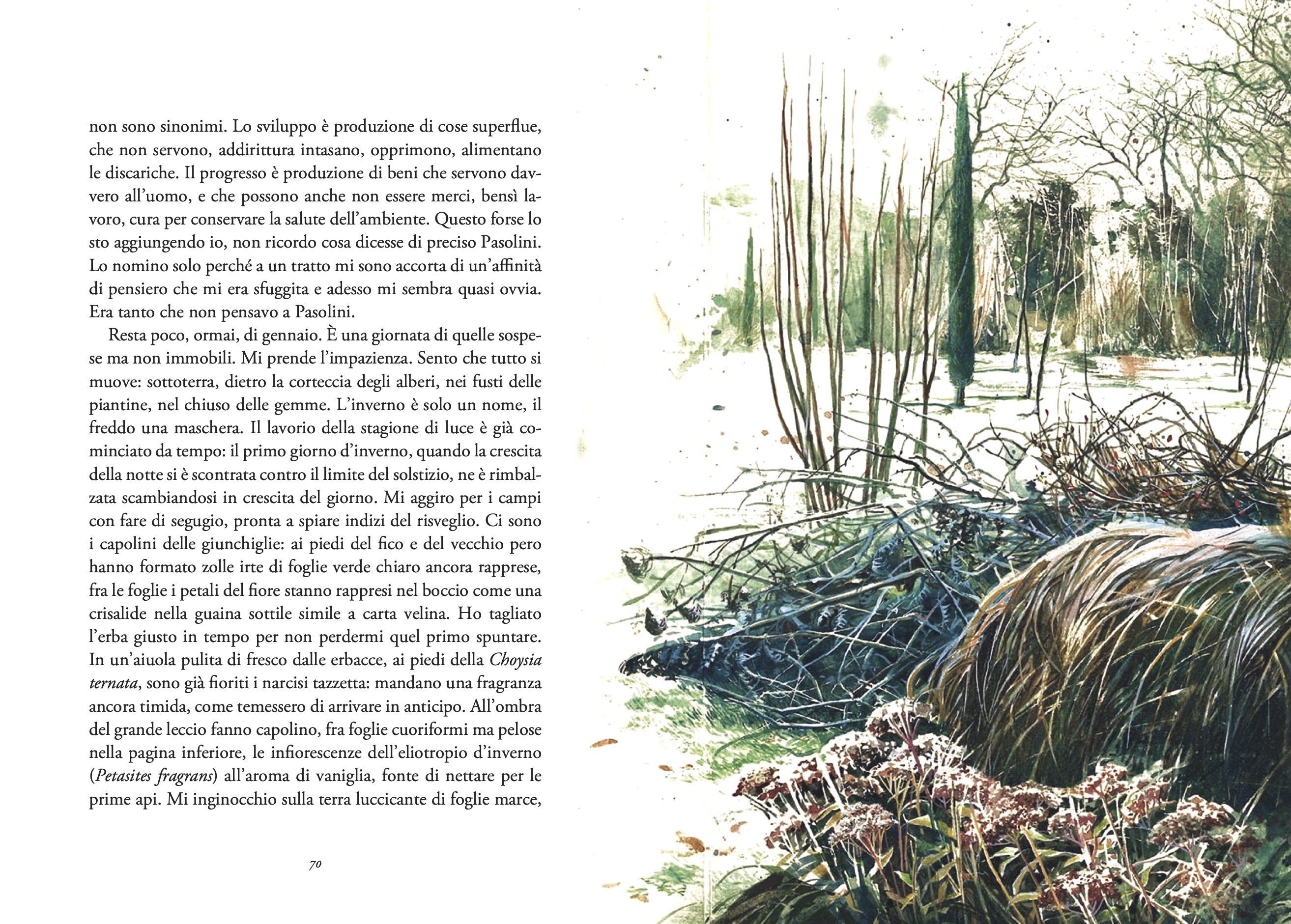 Illustrazioni  per L'orto di un perdigiorno , P.Pera, Ponte delle Grazie, 2021