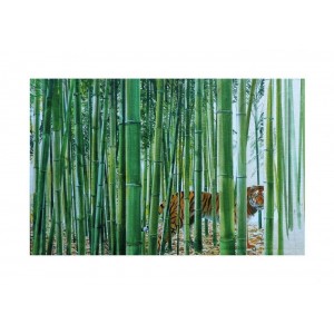 Tigre Amba nel Bambù